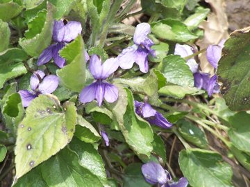 Viole dell''Etna - Viola alba subsp. dehnhardtii